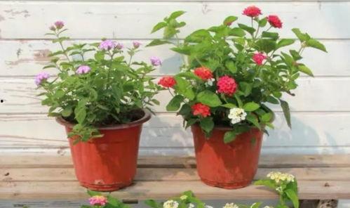 五峰赌博爆料视频最新,揭秘当地赌博乱象!”  第2张 五峰赌博爆料视频最新,揭秘当地赌博乱象!”  第2张