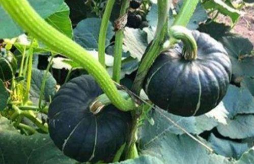 西安吃瓜网红是谁啊,揭秘西安网红“吃瓜达人”之谜  第2张 西安吃瓜网红是谁啊,揭秘西安网红“吃瓜达人”之谜  第2张