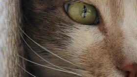 猫之城最新爆料视频网站,最新爆料视频网站带你探秘喵星人的网络世界  第2张 猫之城最新爆料视频网站,最新爆料视频网站带你探秘喵星人的网络世界  第2张