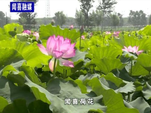 荷花最近爆料视频播放,揭秘幕后故事,精彩瞬间回顾