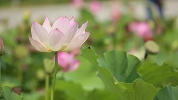 荷花最近爆料视频播放,揭秘幕后故事,精彩瞬间回顾  第2张 荷花最近爆料视频播放,揭秘幕后故事,精彩瞬间回顾  第2张