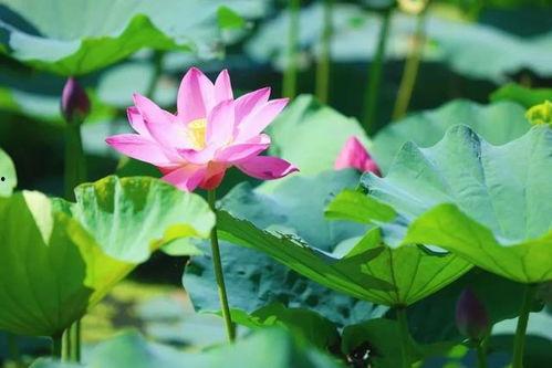 荷花最近爆料视频播放,揭秘幕后故事,精彩瞬间回顾  第3张 荷花最近爆料视频播放,揭秘幕后故事,精彩瞬间回顾  第3张