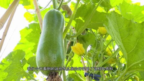 广东健身网红吃瓜,揭秘健身圈幕后故事  第2张 广东健身网红吃瓜,揭秘健身圈幕后故事  第2张