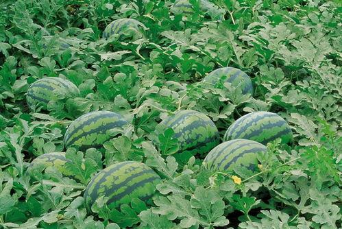 凉山吃瓜爆料视频大全,视频大全揭秘当地风土人情  第2张 凉山吃瓜爆料视频大全,视频大全揭秘当地风土人情  第2张