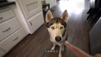 狗狗在线观看,在线观看世界奇观  第2张 狗狗在线观看,在线观看世界奇观  第2张