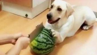 狗狗在线观看,在线观看世界奇观  第3张 狗狗在线观看,在线观看世界奇观  第3张