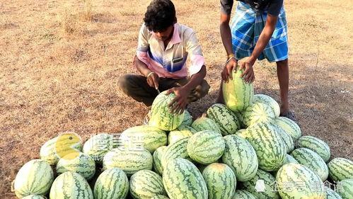 江西网红吃瓜视频播放,揭秘网络红人的幕后故事  第3张 江西网红吃瓜视频播放,揭秘网络红人的幕后故事  第3张