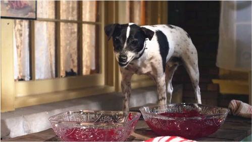 狗狗吸血鬼在线观看,神秘宠物奇遇记  第3张